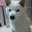 柴犬ジュン