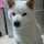 柴犬ジュン