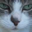 Meow