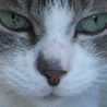 Meow Meow