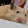 わっふる夫