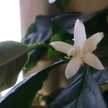 viviouji