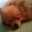 kitti_atti