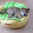 tomoshiba
