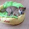tomoshiba