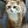 まあるいこねこ