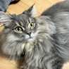 さばねこん