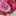ゆぅークック ゆぅークック