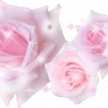 bun3.8gatobu-