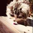 ねこベイク