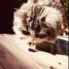 ねこベイク