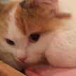 シマル