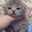 猫っぱな