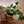 Marie Bread