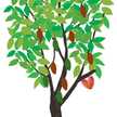 cacaotreee