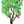cacaotreee