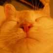 ぱんな猫