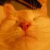 ぱんな猫