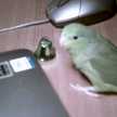 あおっぴよ
