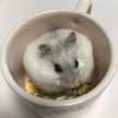 ハムもちのキッチン