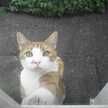 kitty-chan