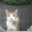 kitty-chan