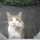 kitty-chan kitty-chan