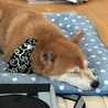 ドラゴンmama
