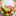 青薔薇蝶 青薔薇蝶