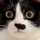 猫おばさん