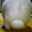 tane1029