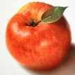 apple＊tree