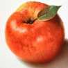 apple＊tree