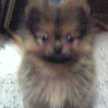 aicya