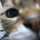 猫の子分