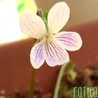 raitea