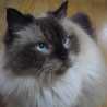 ｙｕuｋｏ