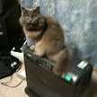 くろねこ141