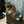 くろねこ141
