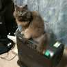 くろねこ141