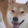 よしぽん２号