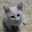 ramu_4649