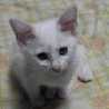 ramu_4649