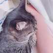 みさきはうさぎ