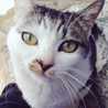Kurocat39