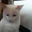 チャミミ猫
