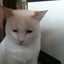 チャミミ猫