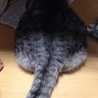 ちいままーん
