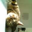 nene@petitchat