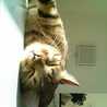 nene@petitchat